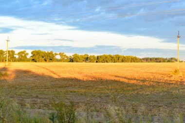 Sarı alan güneş ışınlarıyla aydınlatılıyor, ufukta ve gökte uzun ağaçlar. Doğal sonbahar manzarası.
