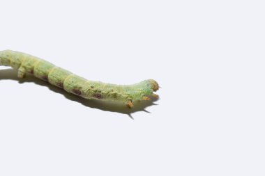 Green silkworm caterpillar lies on a baku on a white background. clipart