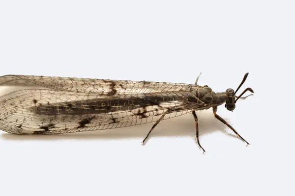 stock image Insect antlion with transparent wings, full-length on a white background.