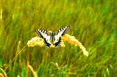 Butterfly. Swallowtail. Papilio machaon. Colorful nature background. . High quality photo clipart