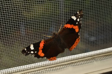 Kanatları kırık bir amiral kelebeği sivrisinek ağında oturuyor..