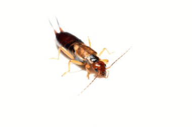 Avrupa 'nın yaygın kulaklık kulaklığı Forficula auricularia beyaz arka planda izole edilmiştir. Yüksek kalite fotoğraf