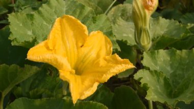 Bir karınca sarı bir balkabağı çiçeğinin üzerinde sürünüyor. İkinci bir karınca birinciye katılır..