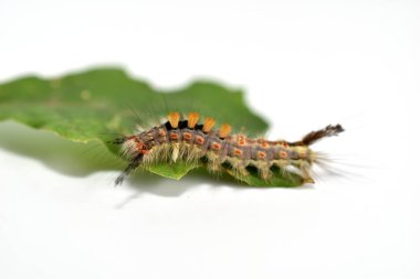 The picture shows a caterpillar of the butterfly Insect Orgyia antiqua, the Rusty tussock moth, crawling on a leaf. clipart