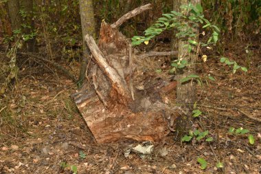 Devrilmiş bir ağaçtan bir kütük, ağaçların arasında yatıyor..