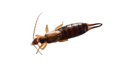 Beyaz arka planda çatallı kuyruklu kulaklık böceği.