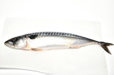 Mackerel fish ready for cooking lies on the table. clipart