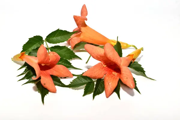 Stock image Greeting card made from flowers of the Campsis radicans plant.