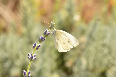 Beyaz bir lahana kelebeği, Pieris rapae, lavanta çiçeğinin üzerinde oturur..