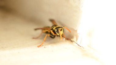 Çene kemiğine enkaz batmış bir eşekarısının yakın çekimi. Eşek arısı pençelerini çenesindeki döküntüleri temizlemek için kullanır..