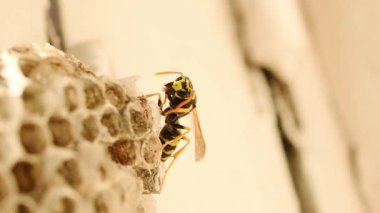 Bir eşek arısı yuvasını koruyor. Yuvanın tepesinde duruyor. Eşek arısı pençeleriyle yüzünü ovuyor..