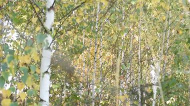 Sonbahar. Sarı yapraklı genç ağaçların taçları rüzgârla savruluyor..