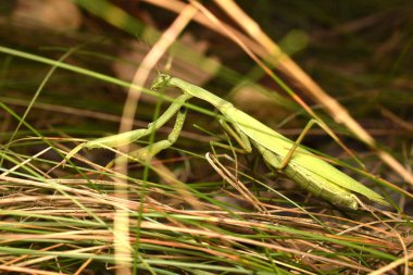 Peygamber devesi böceği çimlerin üzerinde sürünüyor..