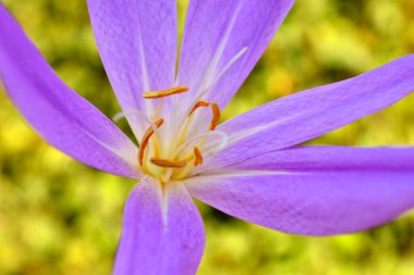 Kolşum çiçeği ya da mor renkli Colchicaceae. Sonbaharda çiçek açar. Yakın plan..