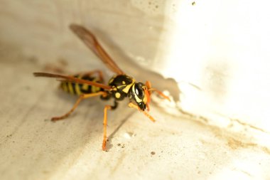 Bir eşekarısı pencere pervazında sürünür, yan manzara.