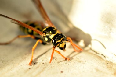 Bir eşekarısı pencere eşiğinde sürünüyor, yakın plan. Yukarıdan görüntüle.