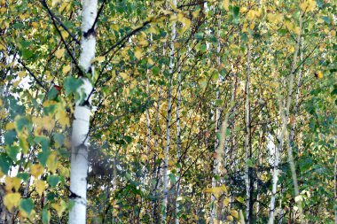 Yazın Büyük Huş ve Aspens Ağaçları Ormanı. Yüksek kalite fotoğraf