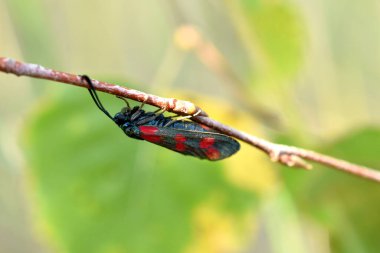 Kanatlarında kırmızı noktalar olan siyah bir güve bir dala asılı..