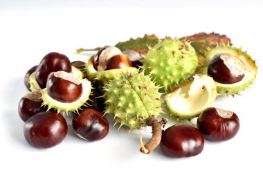 Autumn. Chestnut seeds and rounded capsules with soft thorns on the table. clipart