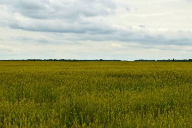 Doğa manzarası. Olgunlaşan buğday ve bulutlarla dolu bir tarla..