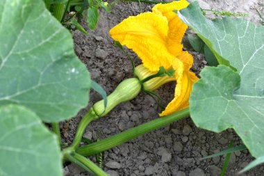 Çiçeğin altındaki bitkinin dallarında balkabağı yumurtalığı var..