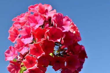 Phlox paniklemiş bir bitki, mavi bir gökyüzünün arka planına karşı birçok cilvesi olan bir çiçek..