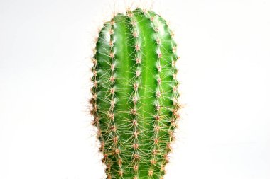 Beyaz arka planda dikenleri olan kapalı bitki kaktüsleri.