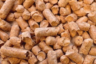 Kedi kumu arkaplan ve dokusu.