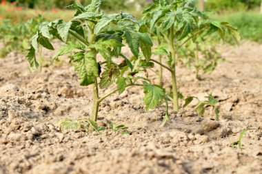Yeşil domates fideleri bir bahçe yatağında yetişir..