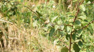 Bir böcek örümceğin ağına yakalanır. Örümcek böceğe saldırır ve kurbanını ağıyla sarar..