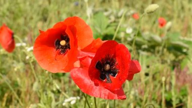 Kırmızı gelincik çiçeklerine yakın çekim. Çiçekler yağmur damlalarıyla kaplıdır. Kırmızı gelincikler rüzgarda sallanıyor.