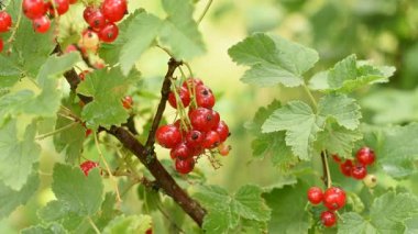 Kuşüzümü meyveleri rüzgarda sallanan bir çalılık dalı. Yakın plan..