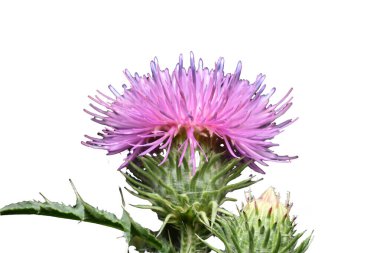 Beyaz arkaplanda devedikeni çiçeği.