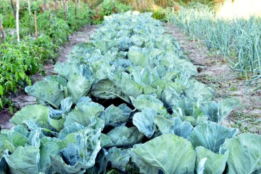 Resim, bahçede olgunlaşan yeşil lahana sıralarını gösteriyor..
