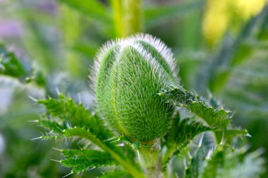 İçinde kırmızı gelincik çiçeği tohumları olan olgunlaşmamış yeşil bir haşhaş kapsülü..