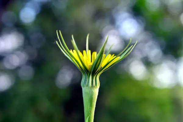 Çayırdaki yeşil çekirgeye yaklaş. Tuzlu çiçek, Tragopogon pratensis. Yüksek kalite fotoğraf