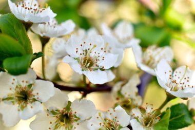 Bahar. Beyaz çiçekli elma dalı. Çiçeklere yakın çekim.