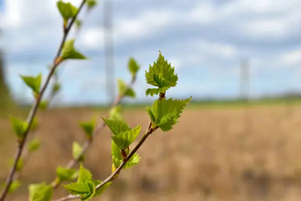 Resim ilkbaharda ilk yeşil yapraklı bir ağaç dalını gösteriyor..