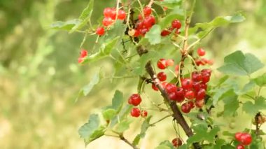 Kırmızı frenk üzümlerinin olgunlaştığı bir çalılığın dalları rüzgarda sallanıyor..