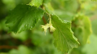 Rüzgâr fındık yumurtalıklarını bir ağaç dalında sallıyor..