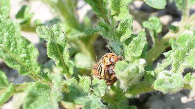 İki Colorado çizgili böcek yeşil patateslerin üzerinde oturarak çoğalıyorlar. Yakın plan. Alt böcek üst kısımları yiyor..