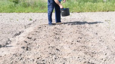 Çiftçi bahçenin toprağına lahana tohumları ekmek için önceden kazılmış çukurlara su döker..