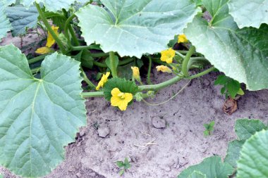 Bahçe yatağında yeşil turşulu salatalıklar ve sarı çiçekler. Organik yiyecekler.. 