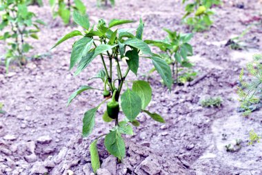 Bahçedeki ağaçta asılı dolmalık biber. Yüksek kalite fotoğraf