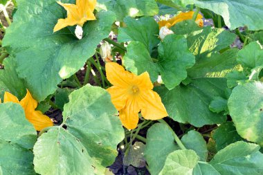 Çiçek açmış parlak sarı bir balkabağı çiçeği. Etrafı lezzetli yeşil yapraklarla çevrili. Bu yenilebilir çiçek tozlaşma için gereklidir ve bir mutfak lezzetidir..