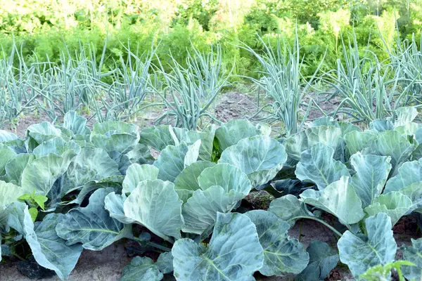 Sebze bahçesinde yetişen genç lahana çiftliği. Salata soğanı yakınlarda yetişir..