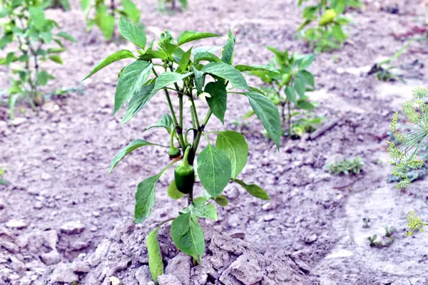 Bahçedeki ağaçta asılı dolmalık biber. Yüksek kalite fotoğraf