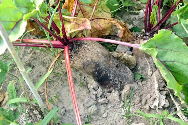 Bahçe yatağında olgunlaşmış kırmızı pancar, üst manzara..