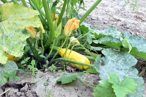 Dallarında açan sarı çiçekleri ve olgunlaşan genç meyveleri olan bir tür kabak çalısı..