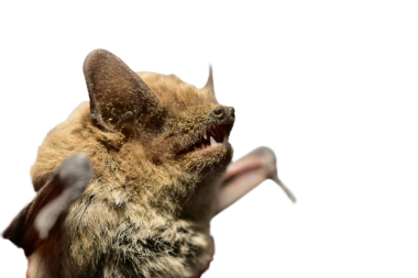 Korkak hayvan yarasası. Yakın plan..